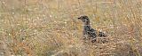 Greater Prairie-Chicken